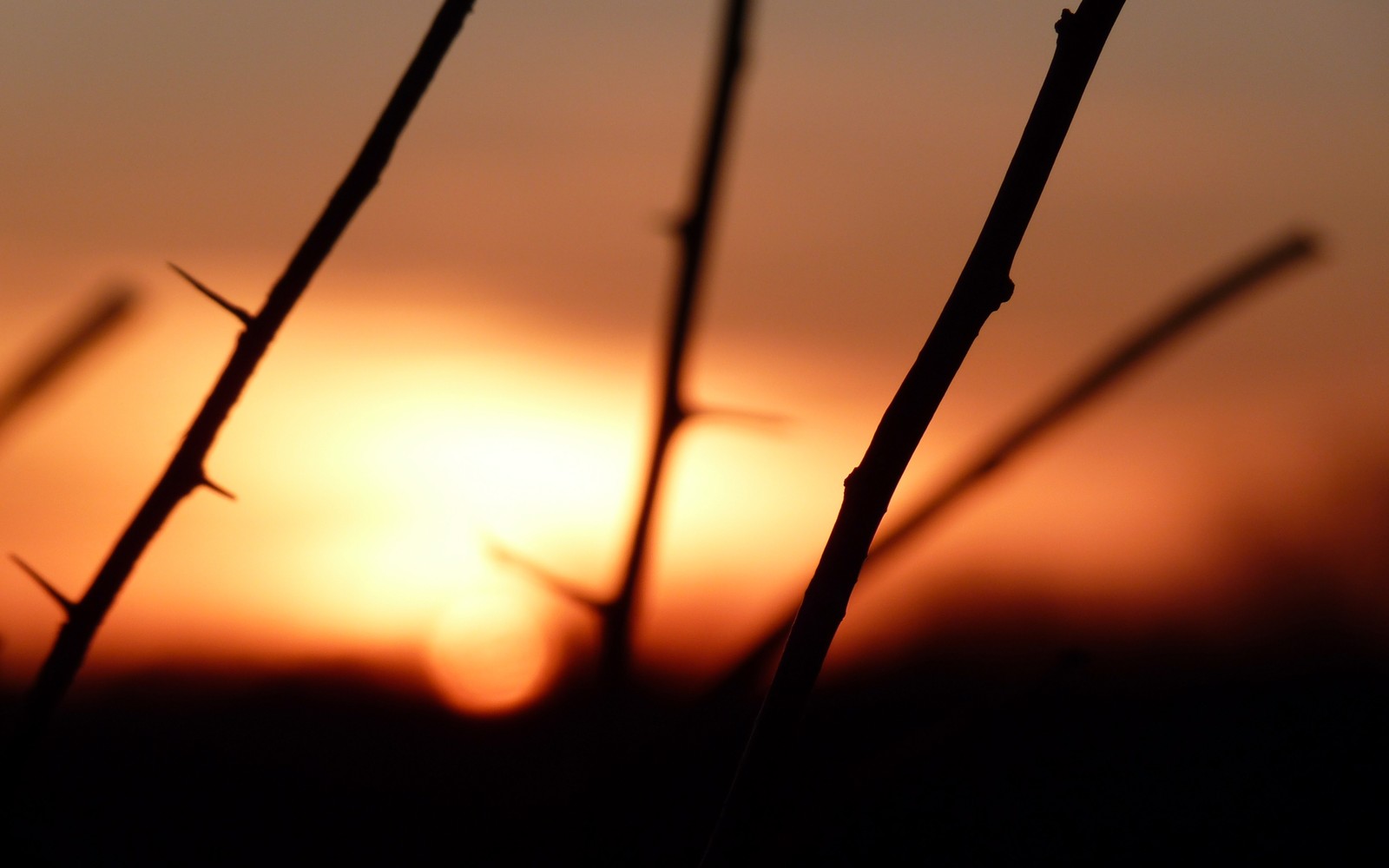 Eine nahaufnahme einer pflanze mit der sonne im hintergrund (sonnenuntergang, sonnenaufgang, sonne, morgen, zweig)