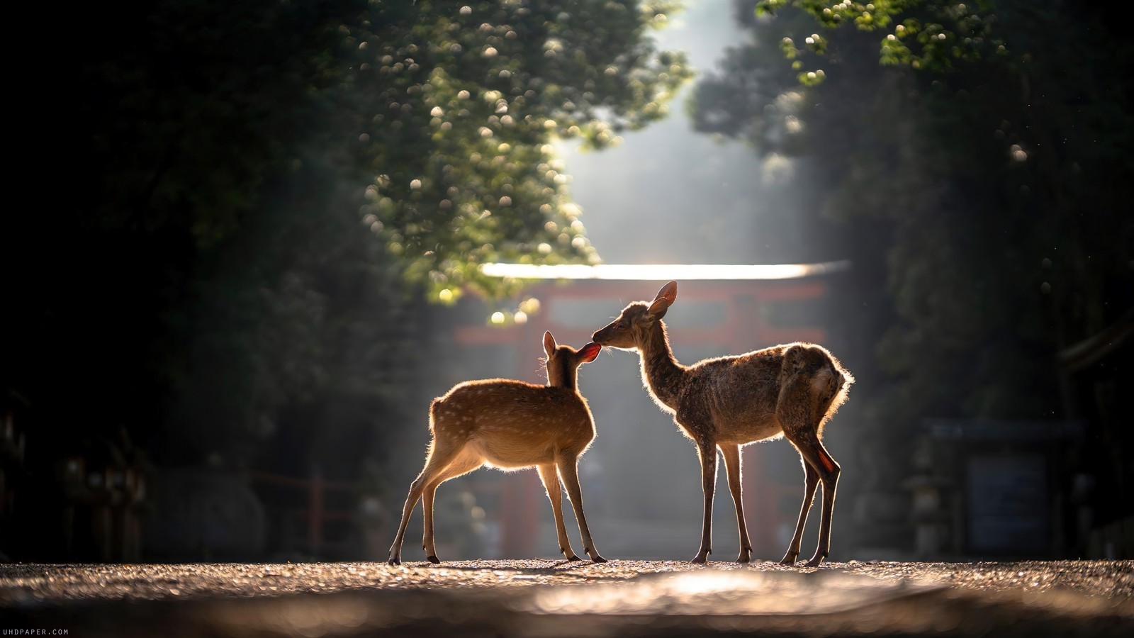 Two deers standing in the middle of a road with trees in the background (deer, animals)