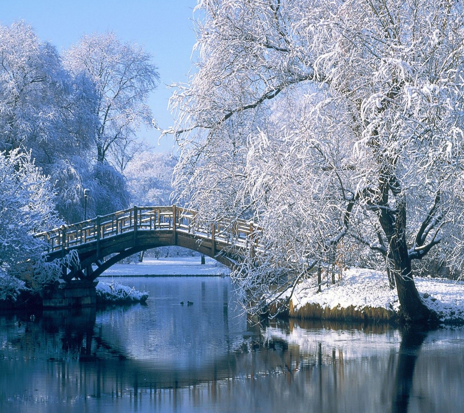 Des arbres enneigés et un pont sur une rivière dans un parc (nouveau, enneigé, vue, hiver)