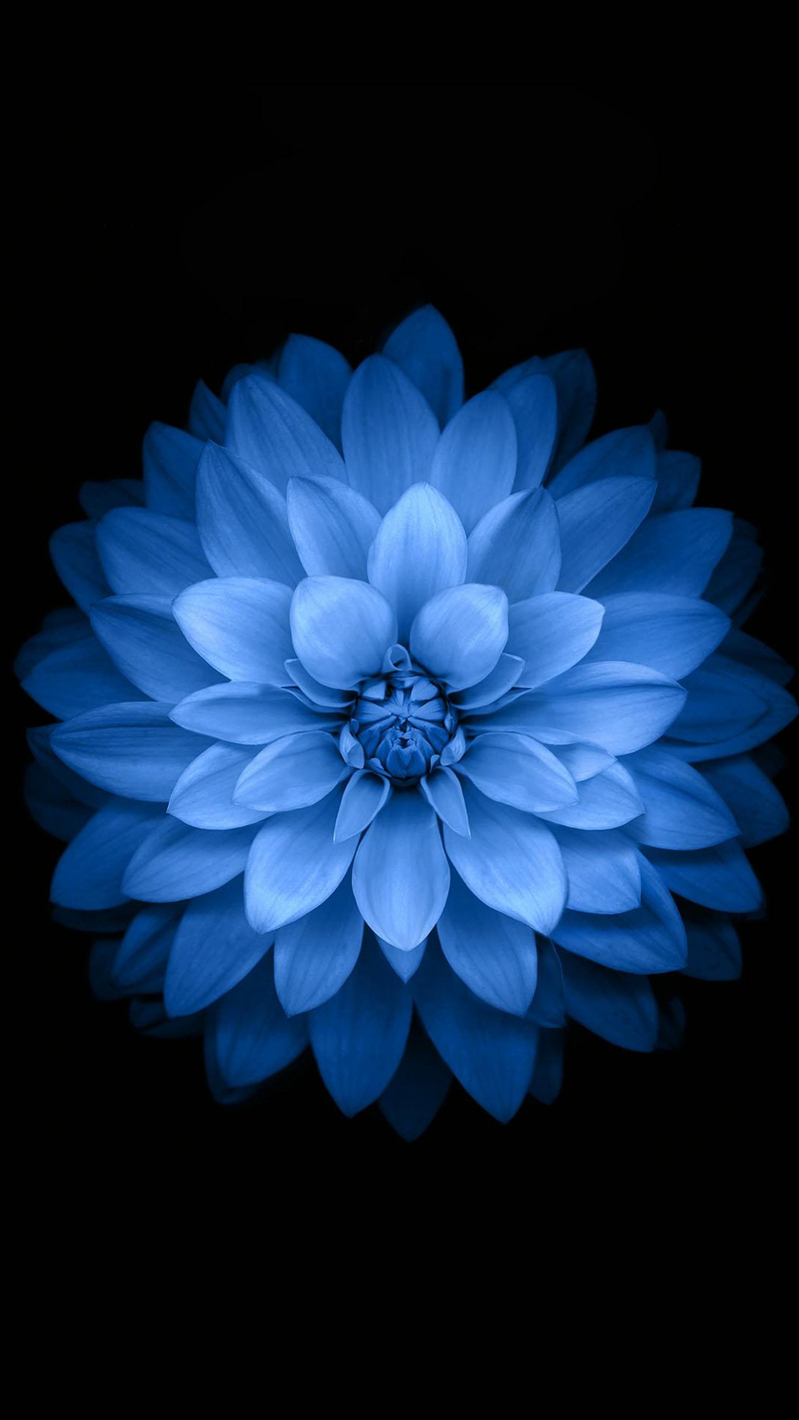 Un primer plano de una flor azul sobre un fondo negro (ios, iphone, fondo de pantalla)