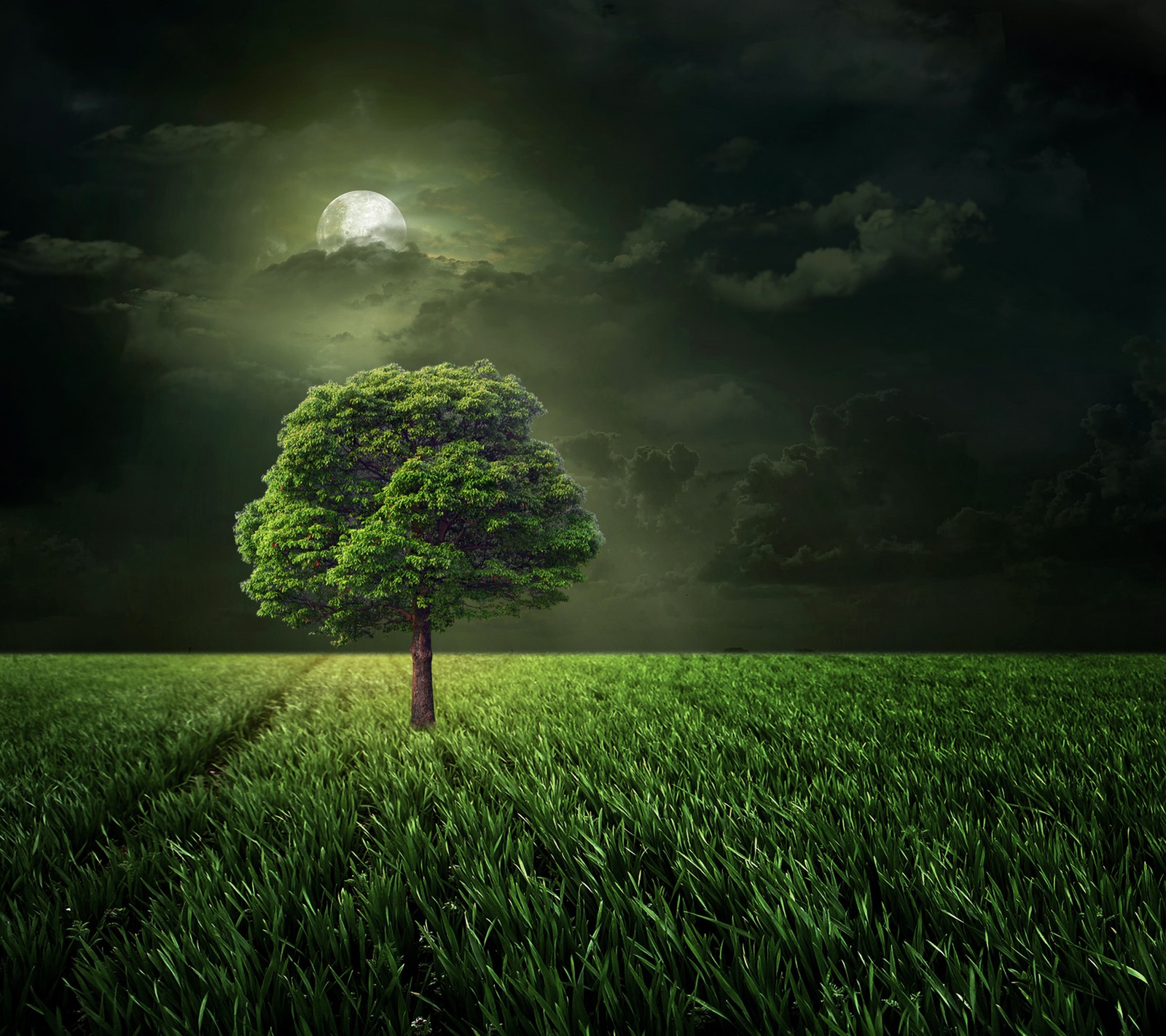 field, grass, moon, night, tree wallpaper