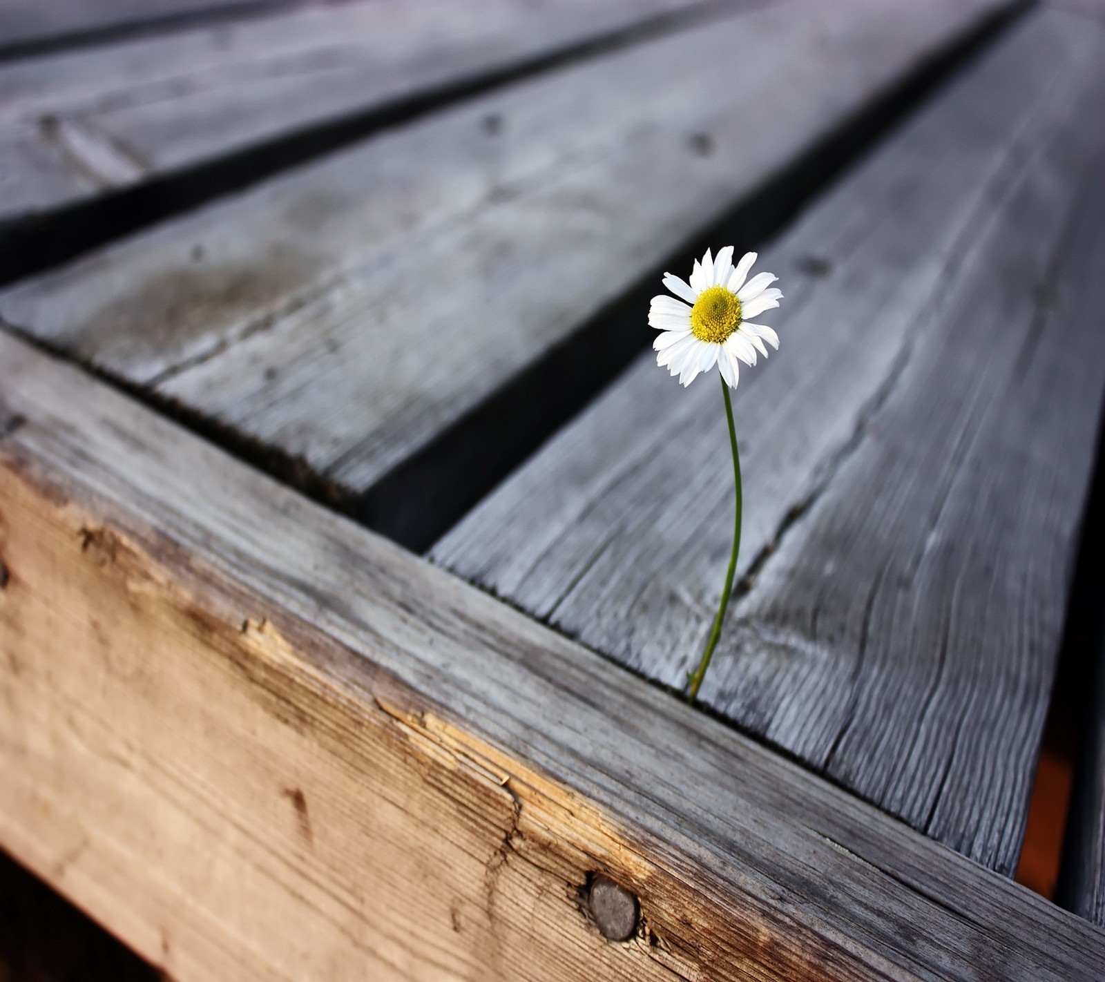 There is a single flower that is growing out of the end of a wooden bench (3d, alone, depth, flower, hd)