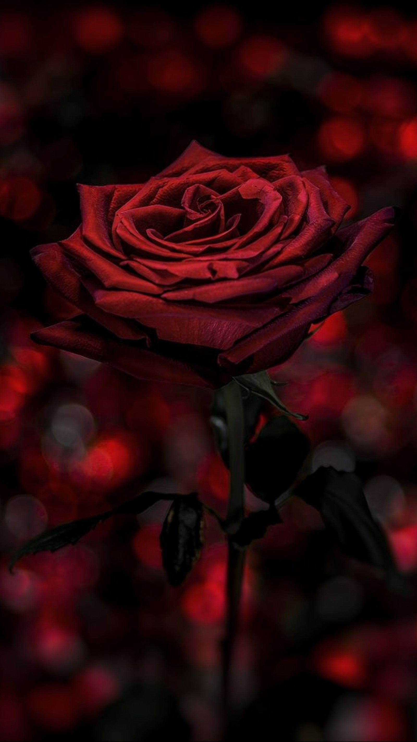 Nahaufnahme einer roten rose mit einem schwarzen stängel (schönheit, bokeh, liebe, rot, rose)