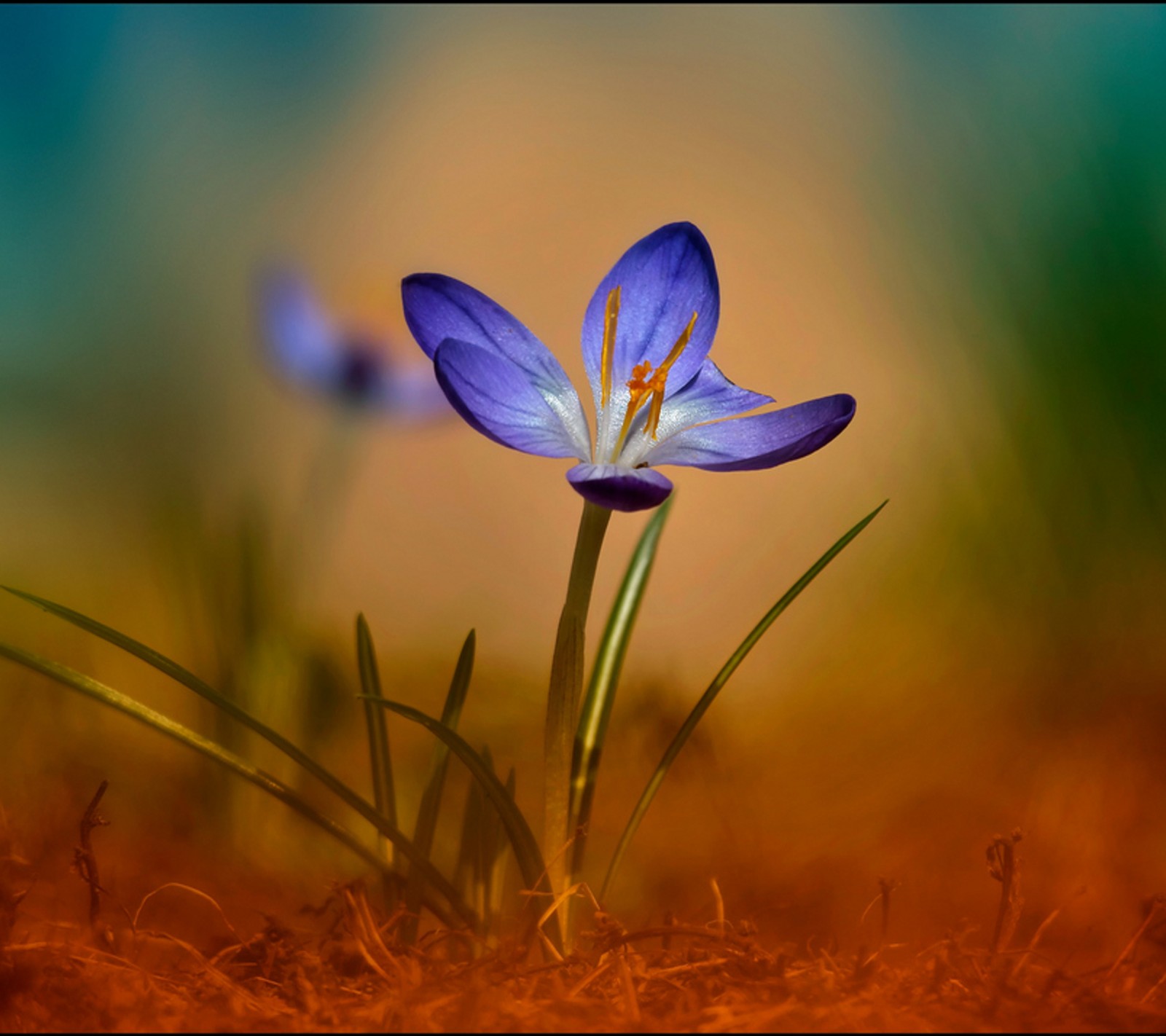 There is a blue flower that is growing out of the ground (blue, color, crocus, flower, petals)