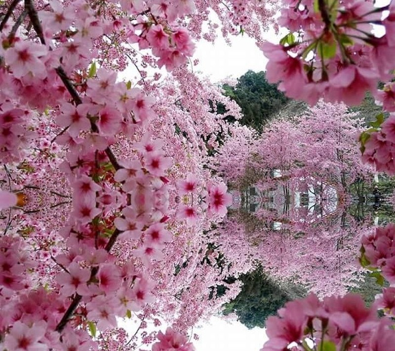 Un primer plano de un árbol con flores rosas en un parque (primavera, tiempo)