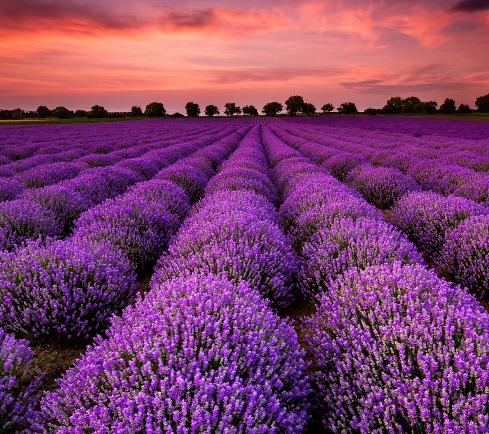 Un campo de flores de lavanda con una puesta de sol de fondo (naturaleza, púrpura, árboles)