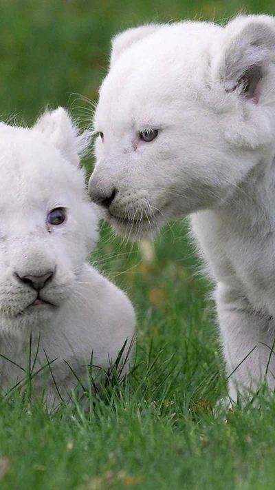 lion, white