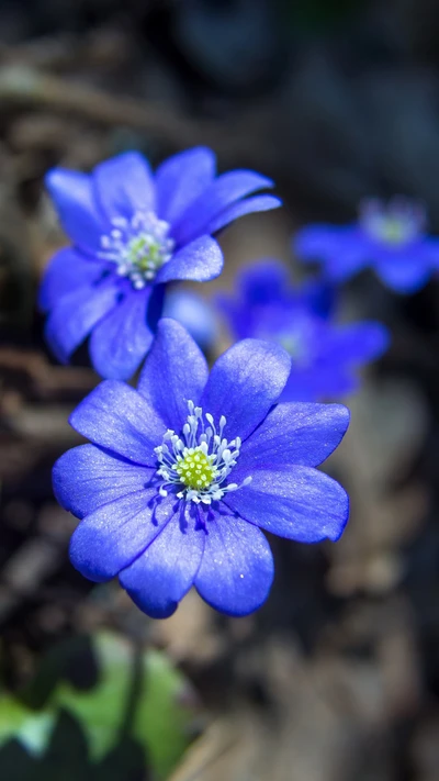 Lebendige blaue Blumen in Blüte