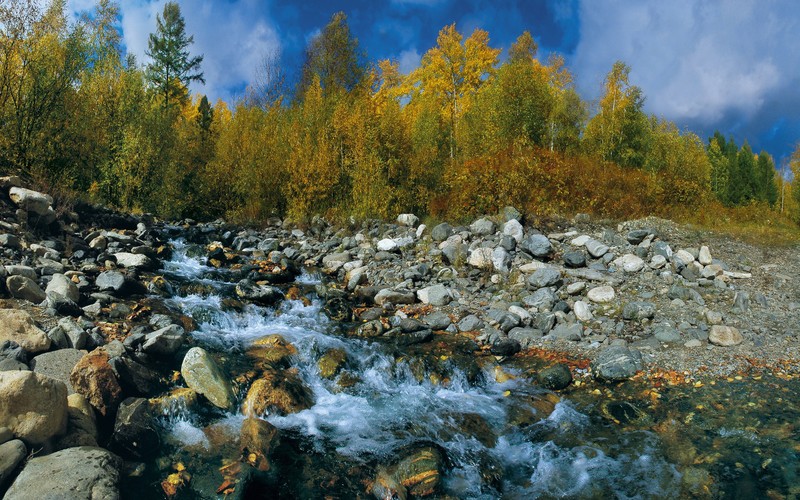 Крупный план ручей, протекающий через каменистый лес (природа, вода, дикая природа, дерево, река)