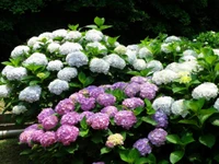 Fleurs d'hortensia vibrantes dans des nuances variées de blanc et de violet