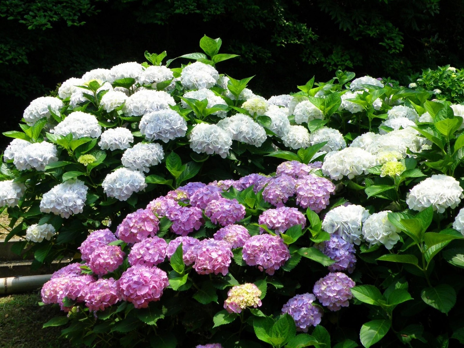 Il y a beaucoup de fleurs de différentes couleurs dans le buisson ensemble (plante à fleurs, hydrangeaceae, cornales, plante annuelle, inflorescence)