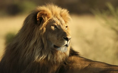 Leão maasai majestoso em seu habitat natural