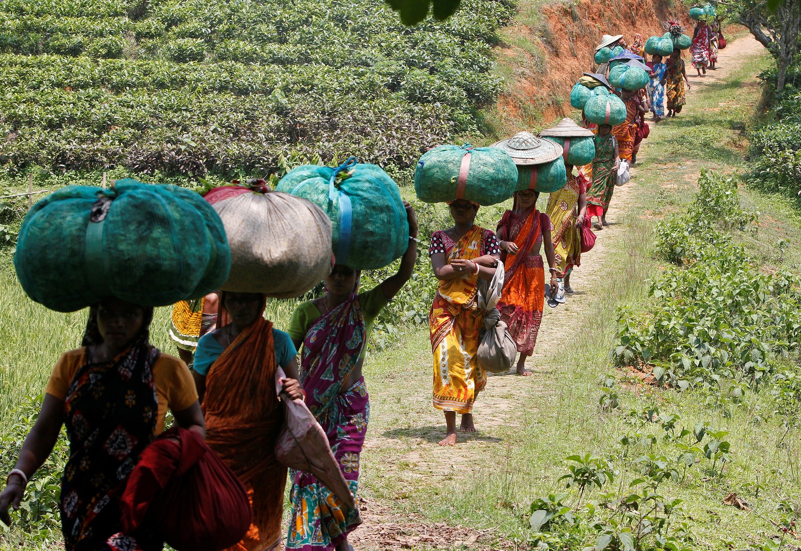 rural area, tribe, plant, tea garden, tree Download Wallpaper