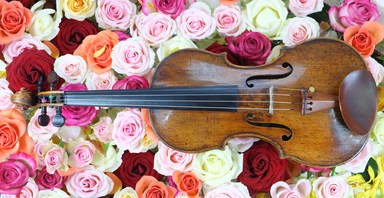 Um close de um violino em um leito de rosas (flores de rosa, violino, cordas, multicolorido, colorido)