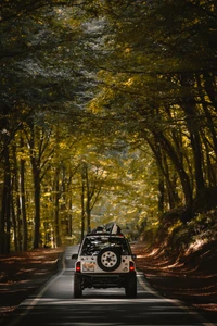 natural environment, tree, road, automotive lighting, automotive exterior