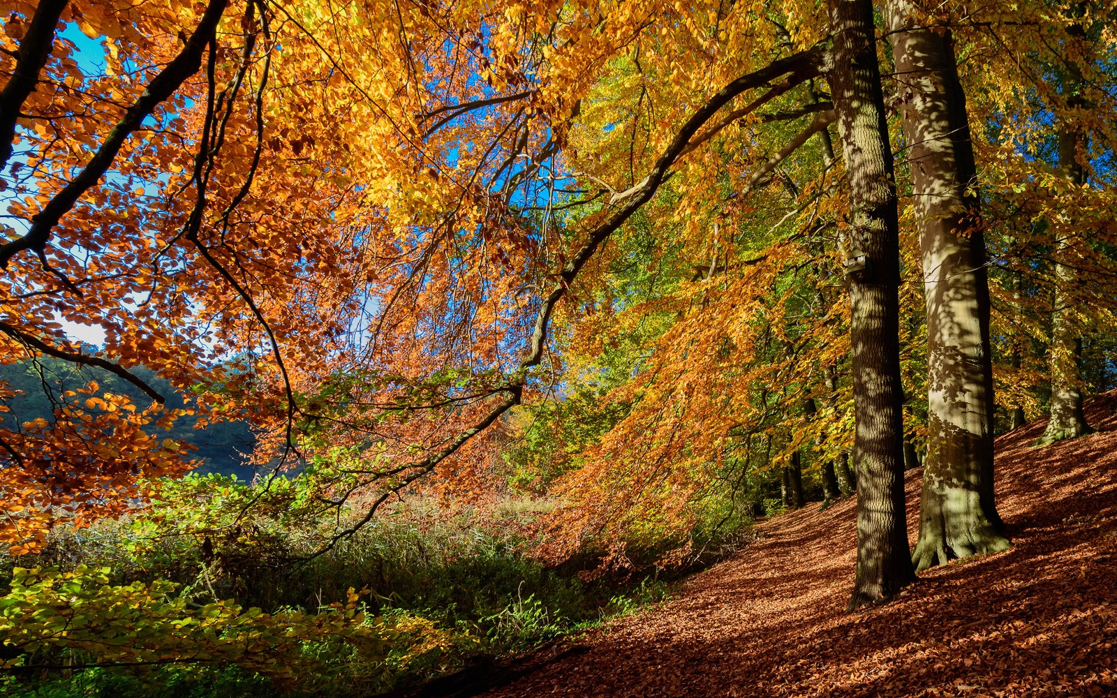 A view of a path through a forest with lots of trees (branch, tree, season, autumn, trunk)