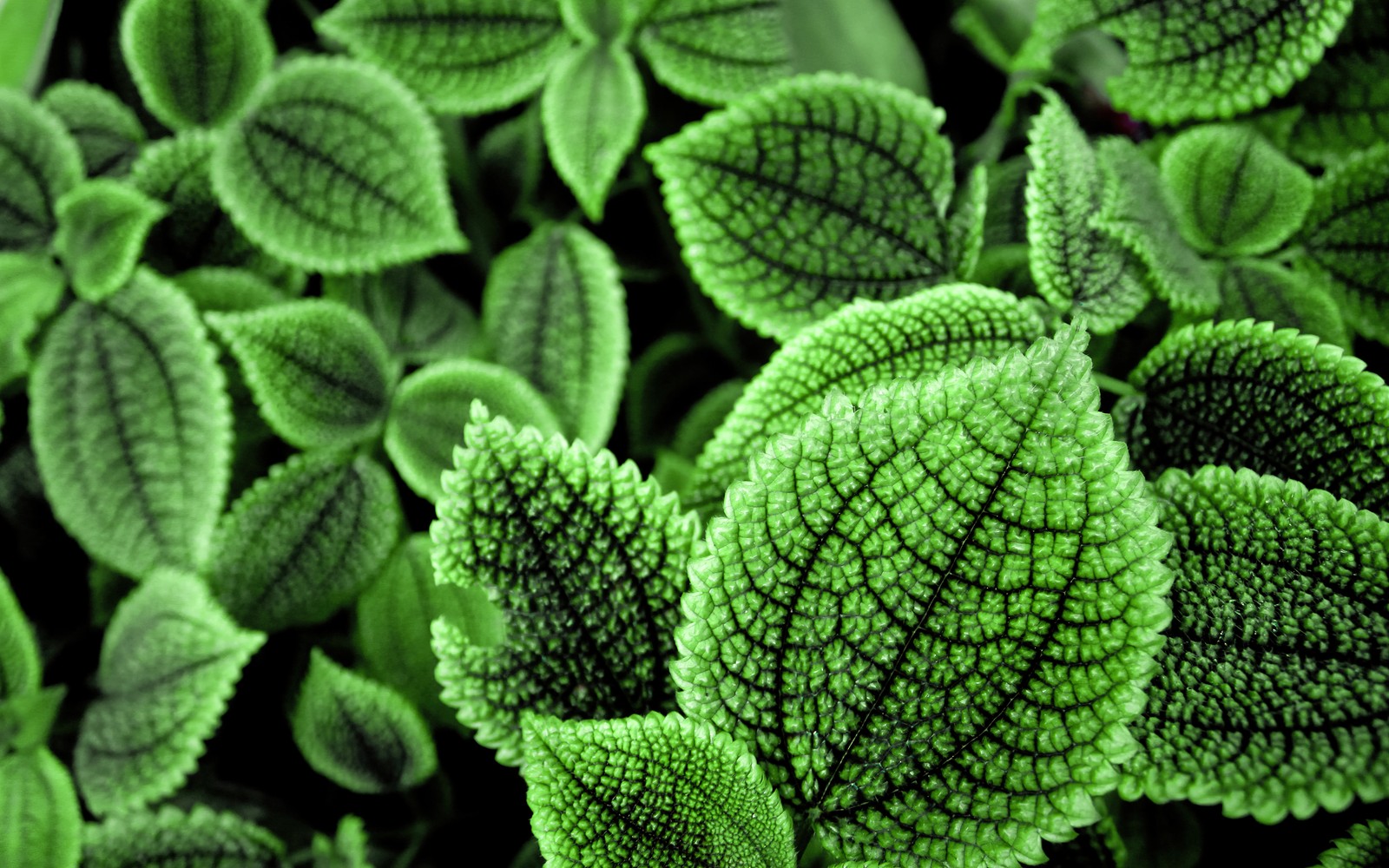 A close up of a green plant with leaves on it (green leaves, botanical garden, foliage, geneva, aesthetic)