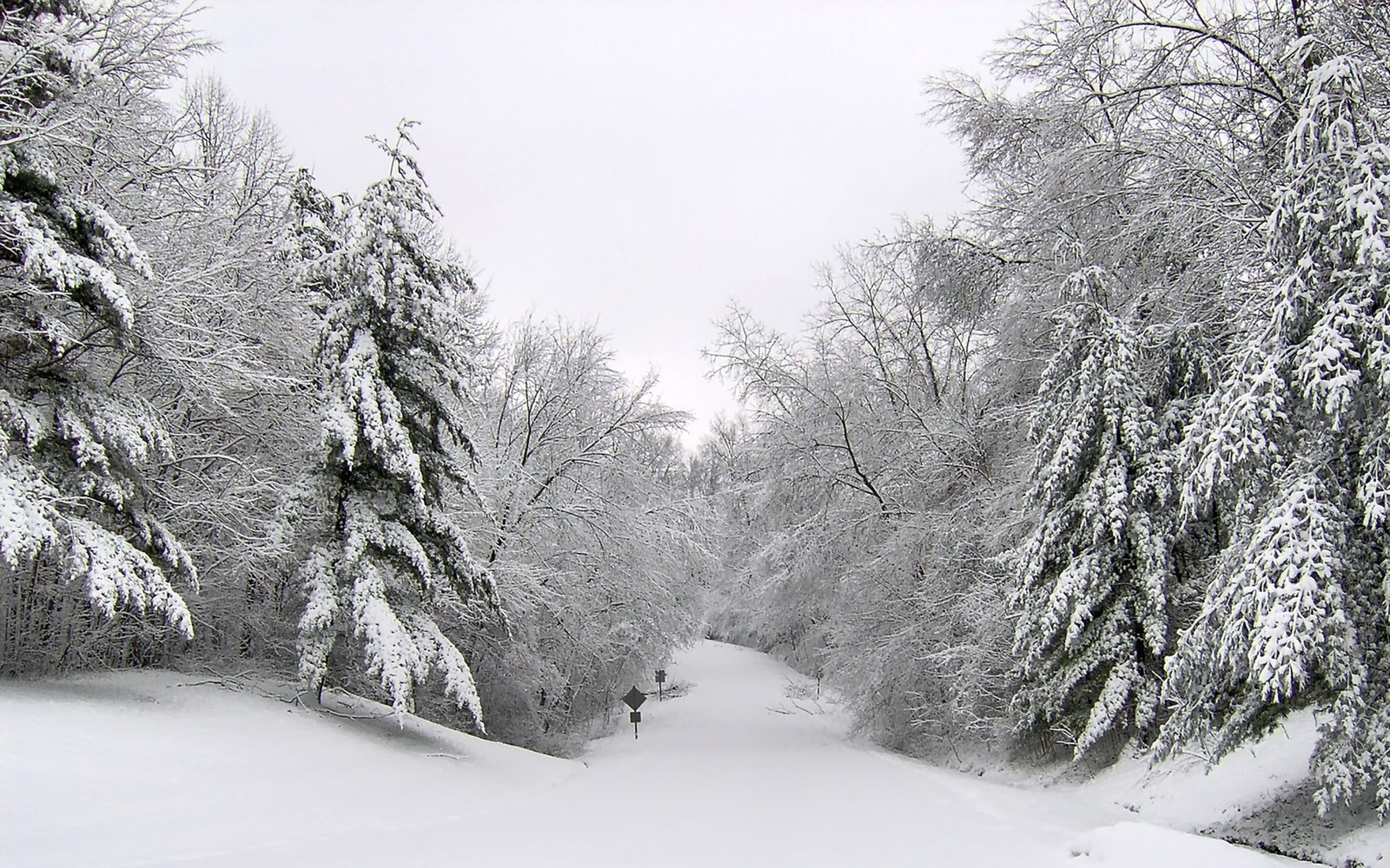 winter, snow, tree, frost, freezing wallpaper