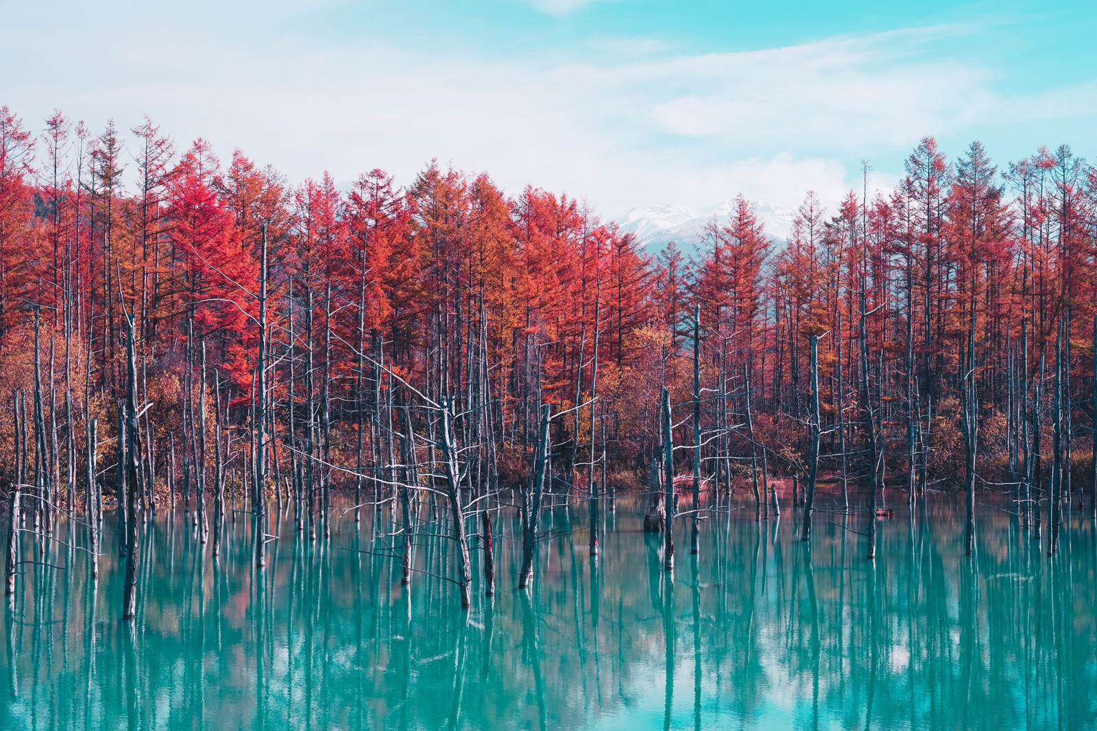 Los árboles se reflejan en un lago con un cielo azul (shirogane blue pond, hokkaido, japón, red trees, otoño)