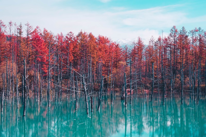 Деревья отражаются в озере с голубым небом (shirogane blue pond, хоккайдо, япония, red trees, осень)