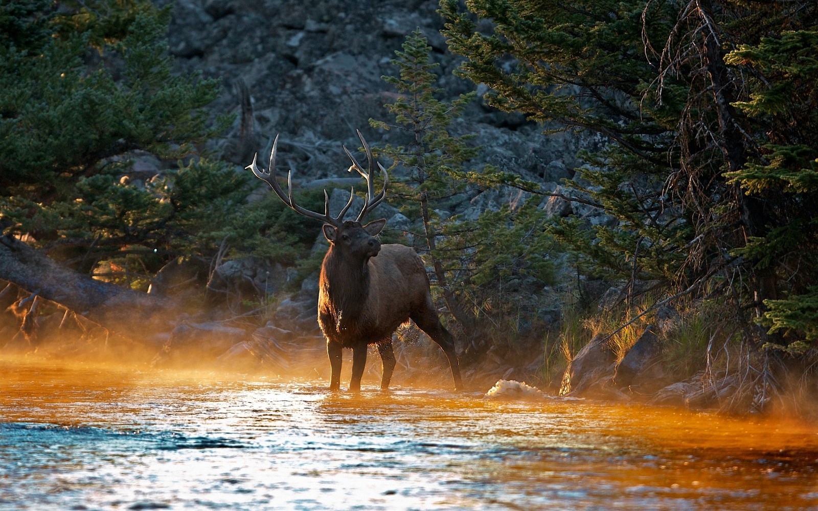 elk, deer, wildlife, tree, water wallpaper