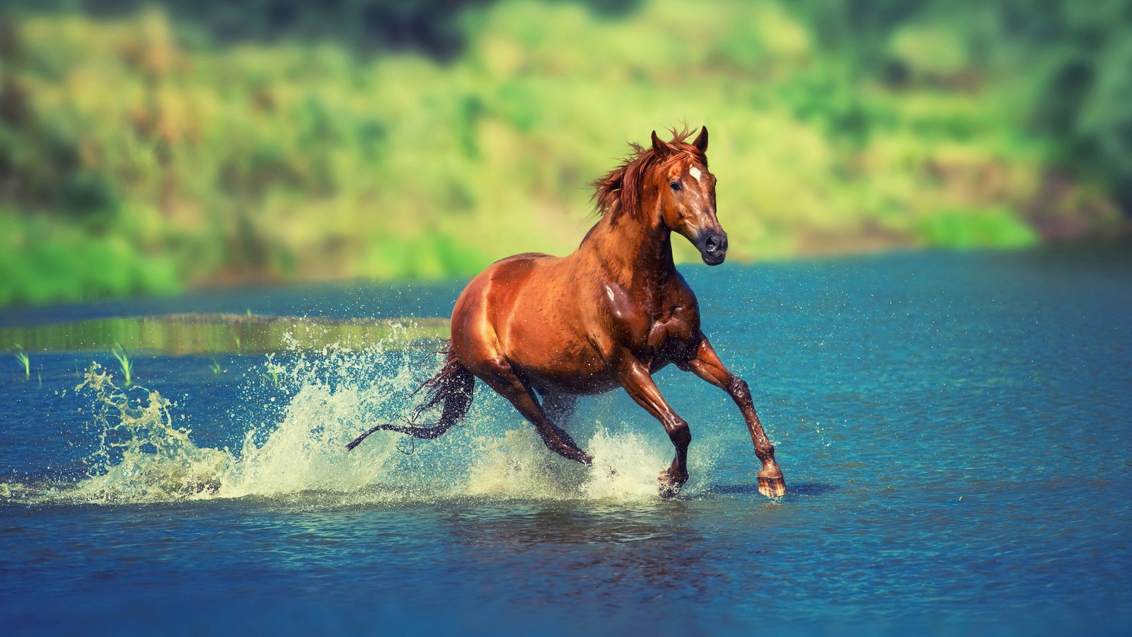 Un cheval qui court dans l'eau (marron, cheval, course, animaux)