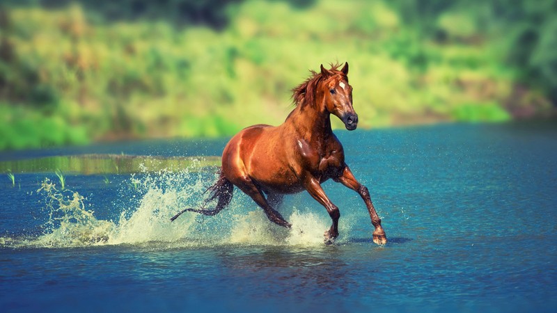 Лошадь бегает по воде (коричневый, лошадь, бег, животные)