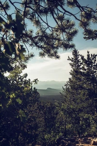 Vista cênica através de ramos de pinhos com vista para uma paisagem montanhosa