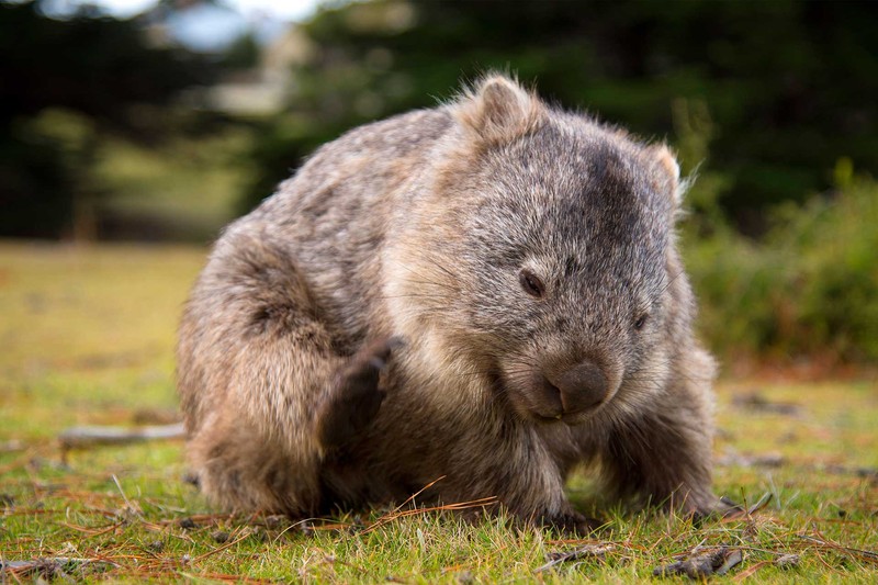 Маленькое животное стоит на траве (вомбат, wombat, наземное животное, сумчатое, дикая природа)