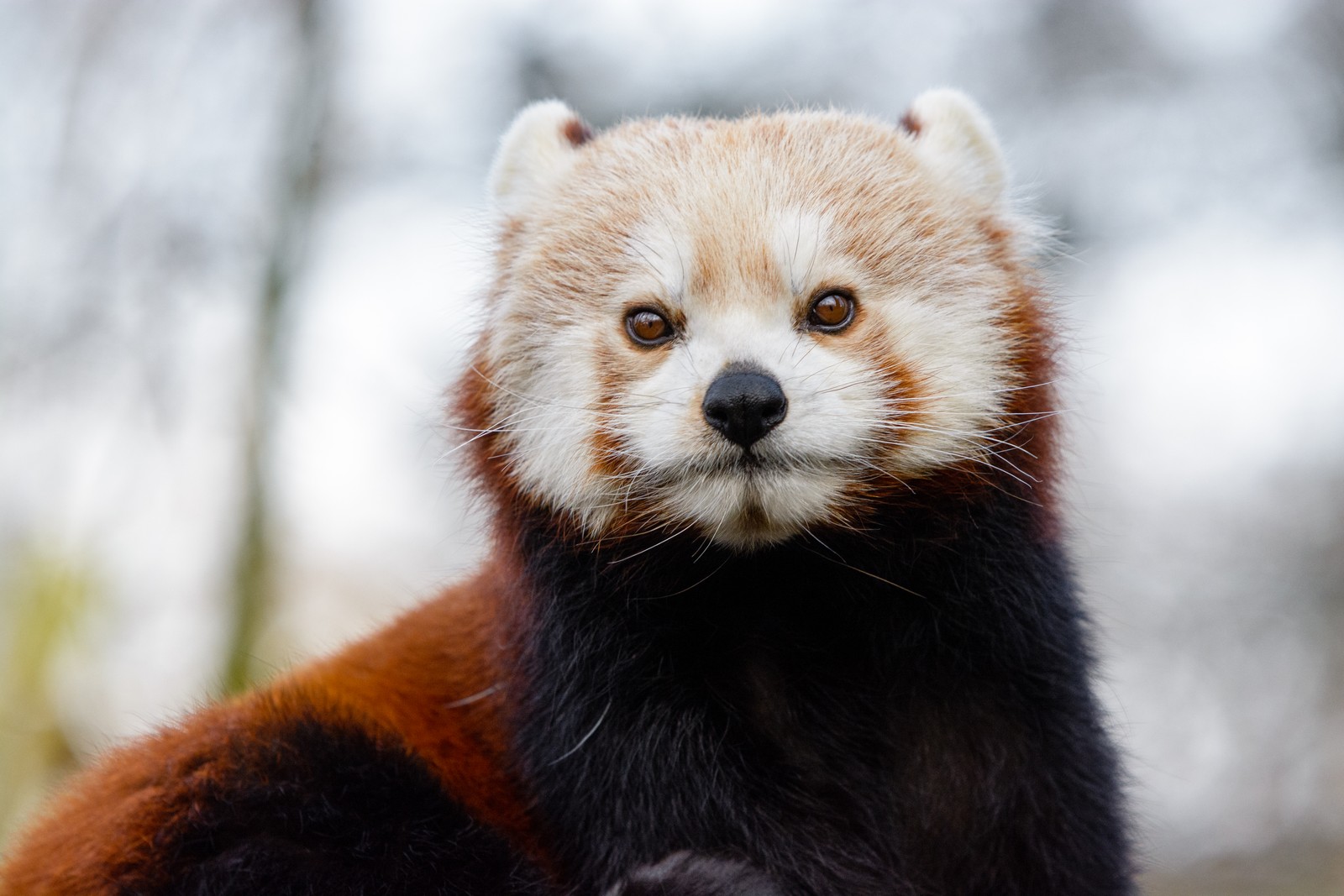 Il y a un panda rouge assis sur une branche d'arbre (ours, panda roux, vignette, panda géant, moustaches)