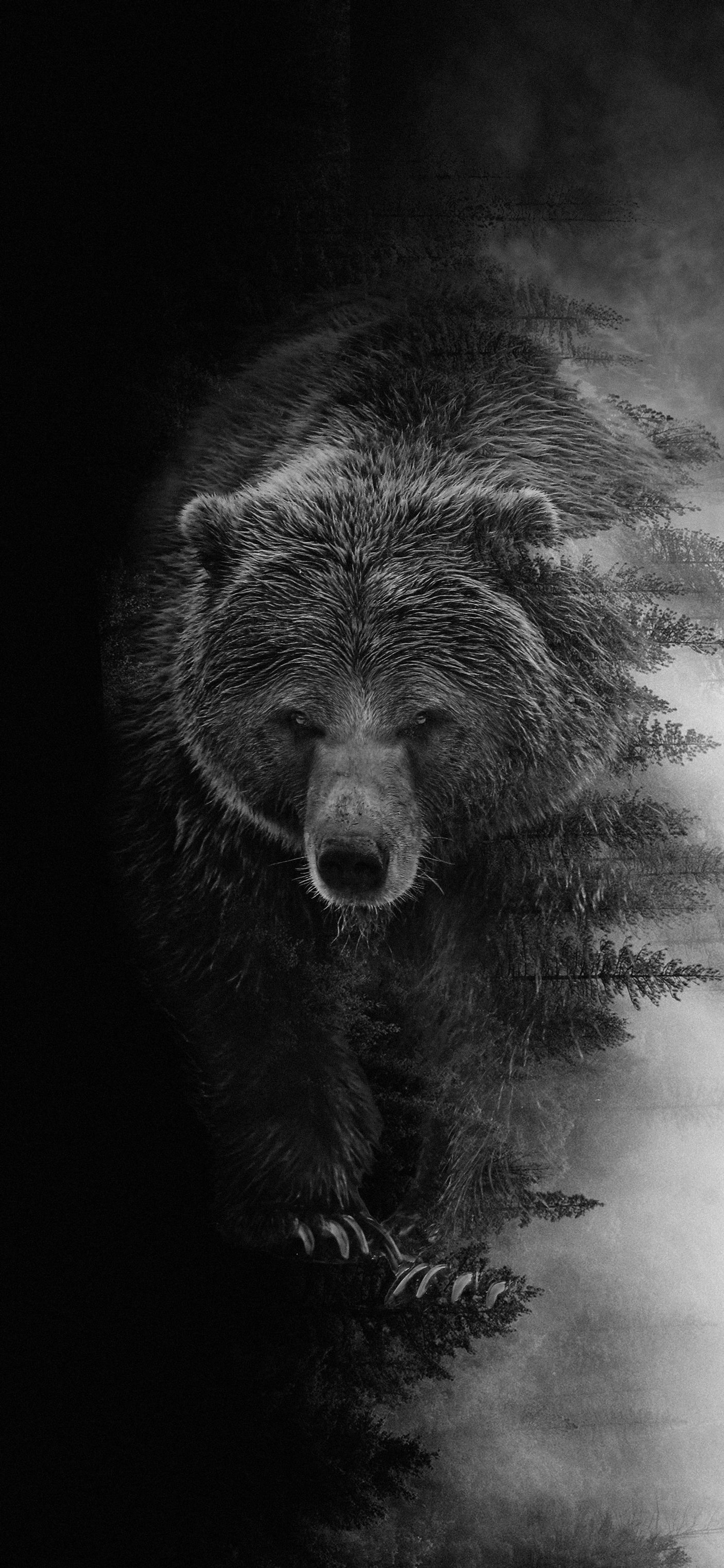 Ein schwarz-weißes foto eines bären, der durch den wald geht (grizzlybär, amerikanischer schwarzbär, kopf, augen, grau)