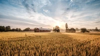 Goldene Weizenfelder unter einem ruhigen Sonnenaufgang