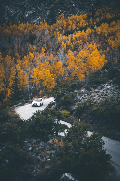 Natur salvaje en otoño: un paseo escénico entre árboles dorados