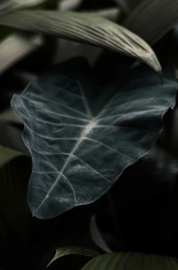 Close-Up of a Green Leaf Amidst Dark Foliage