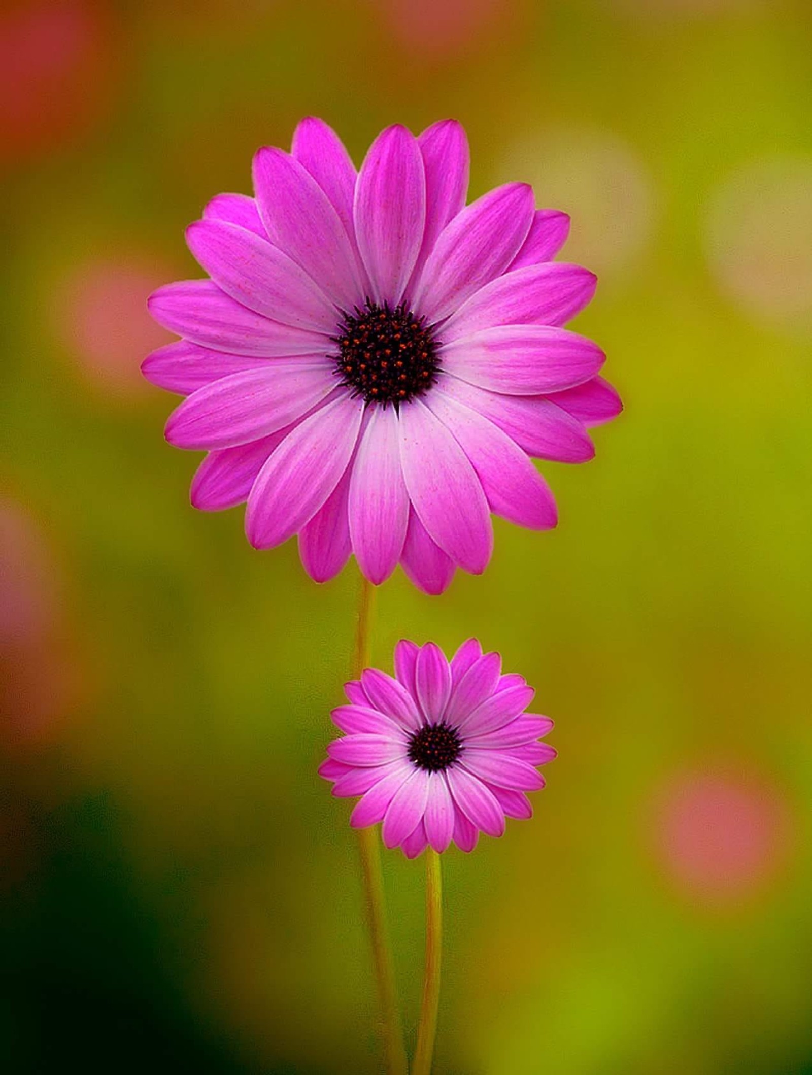 Flores moradas con fondo verde (flor, flores)