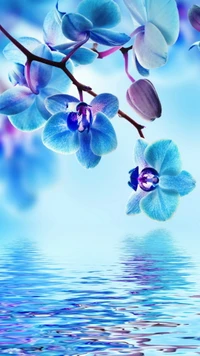 azul, flores, orquídea, reflexión, agua