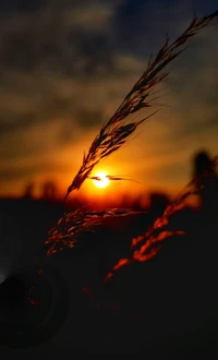 Silueta de hierba contra un atardecer dorado