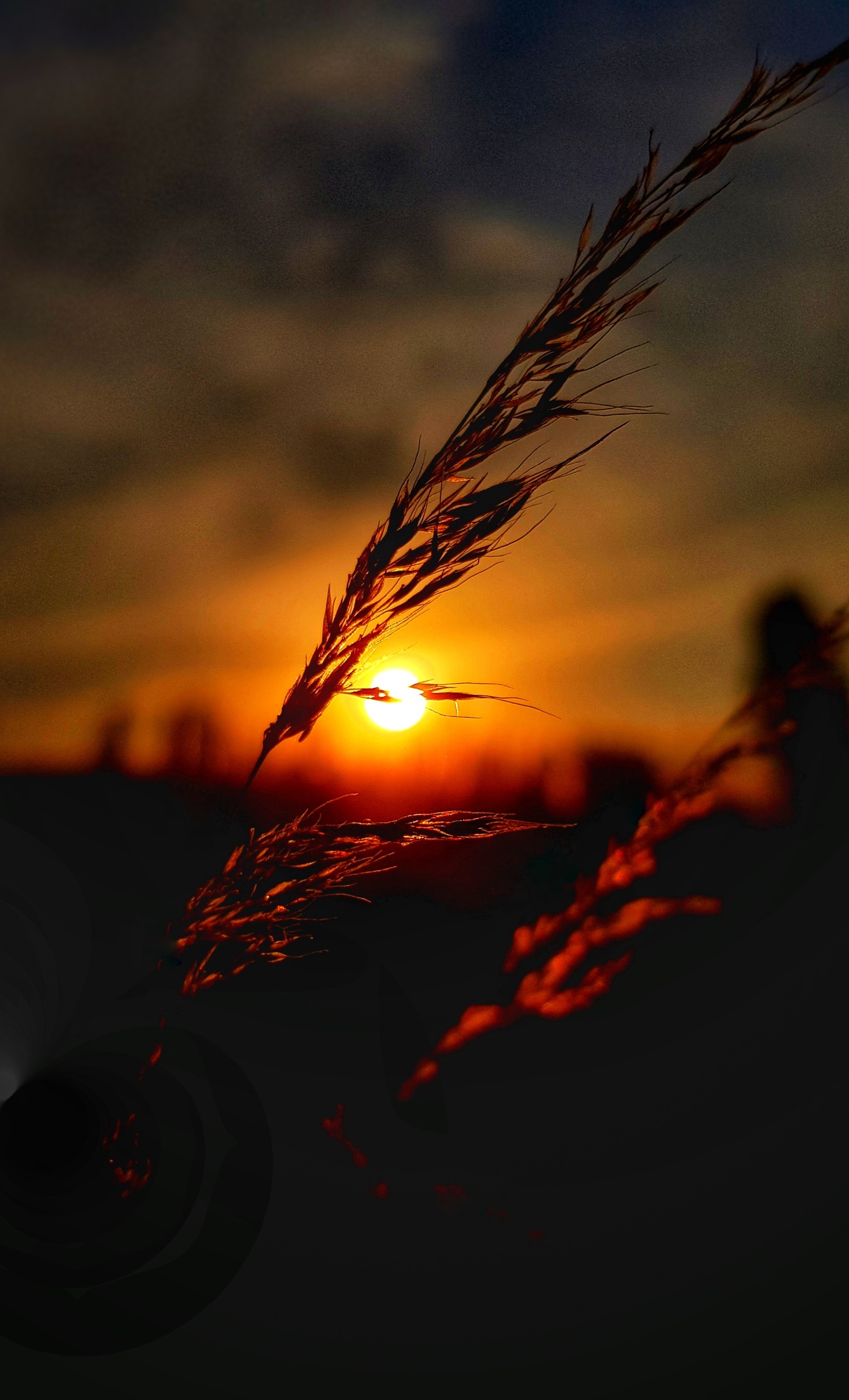 Coucher de soleil derrière une haute herbe avec un ciel sombre en arrière-plan (nature, doga, gunes, soleil, gun batimi)