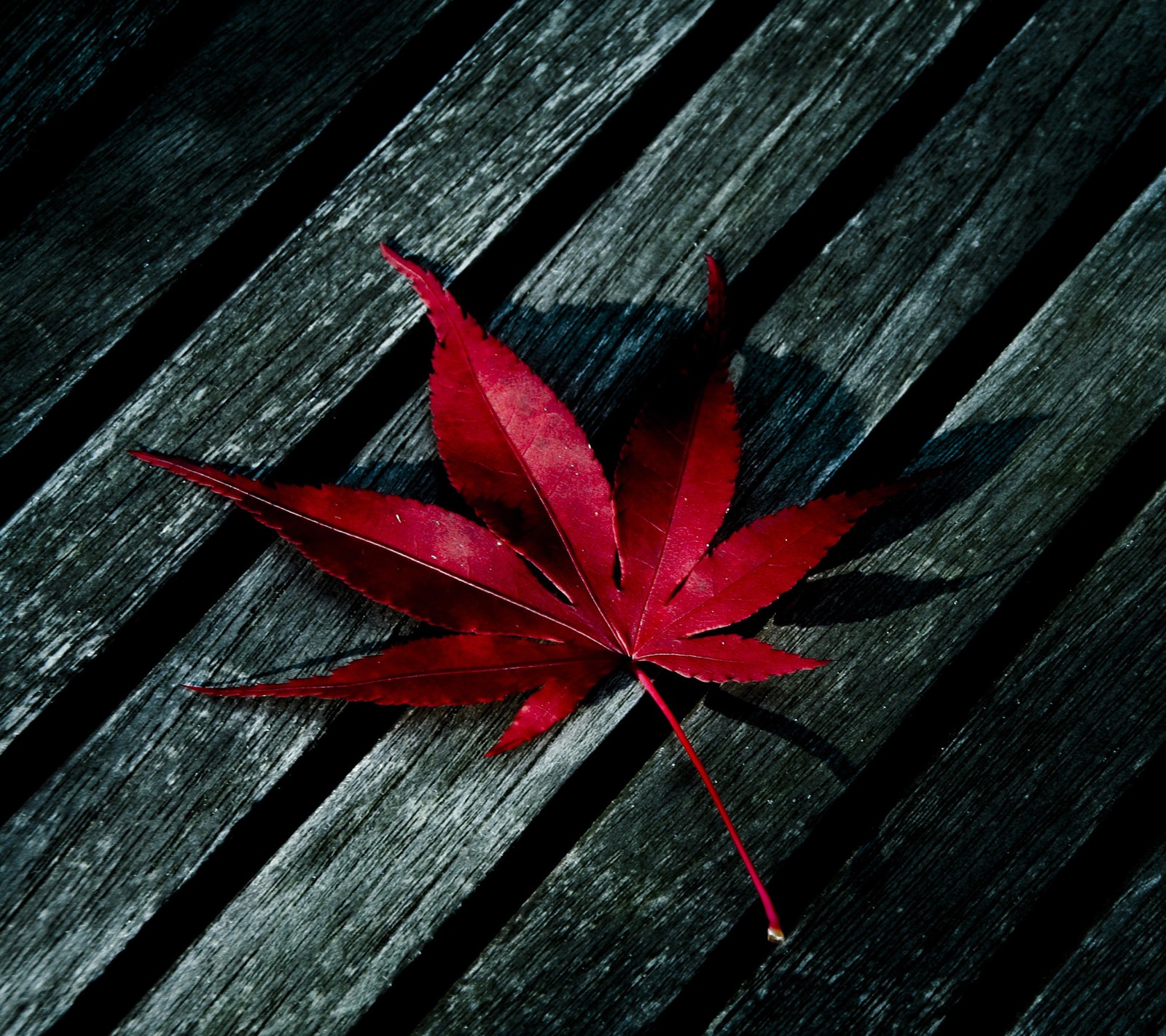 Arafed red leaf on a wooden bench on a dark day (fallen, leaf, red, wood)