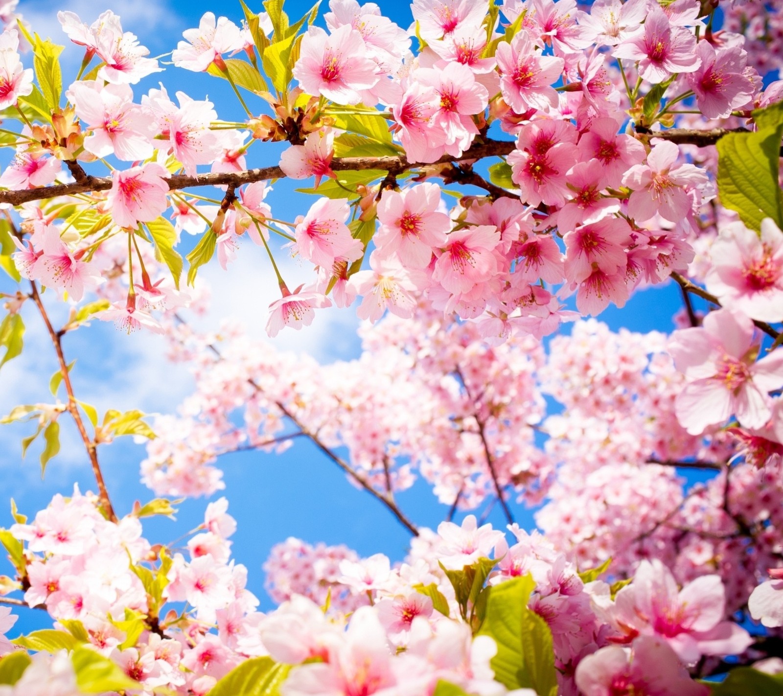 Um close em uma árvore com flores rosas e folhas verdes (flores, primavera)