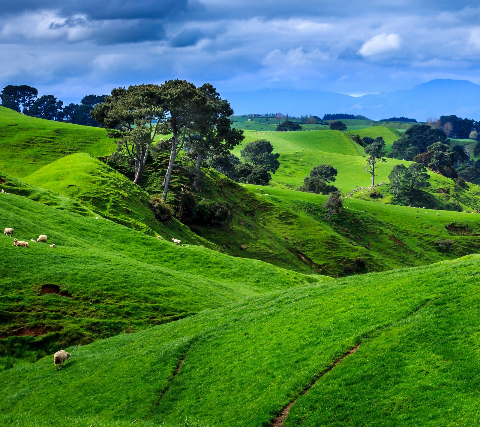 Uma vista aérea de uma colina verde com ovelhas pastando (campo, colina, natureza, nova zelândia, new zealand)