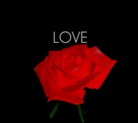 Love: A Simple Red Rose Design