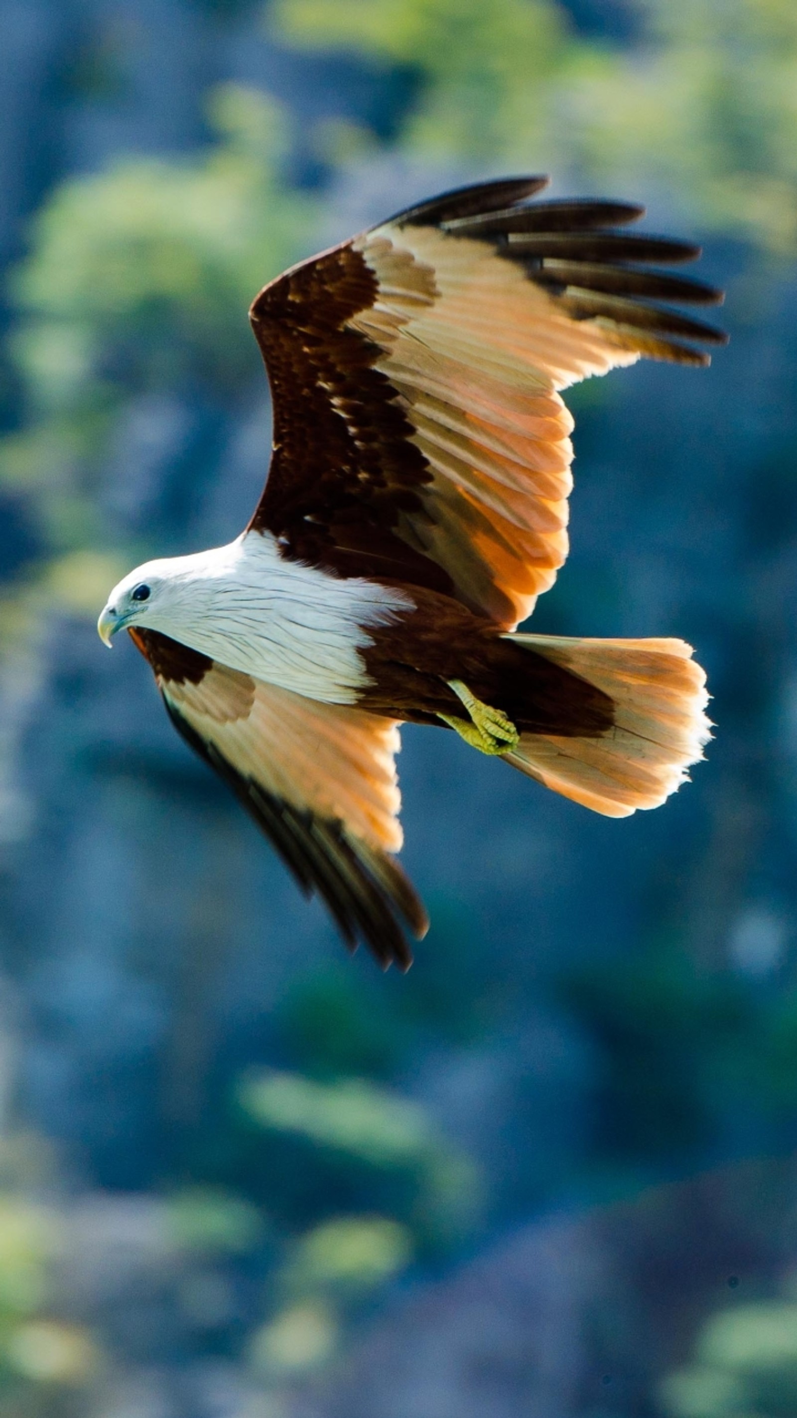 Lade adler, natur Hintergrund herunter