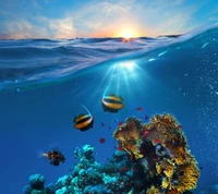 coral, fishes, ocean, reef, tropical wallpaper