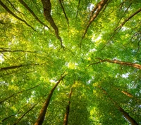 branches, forest, green, leaves, sunlight