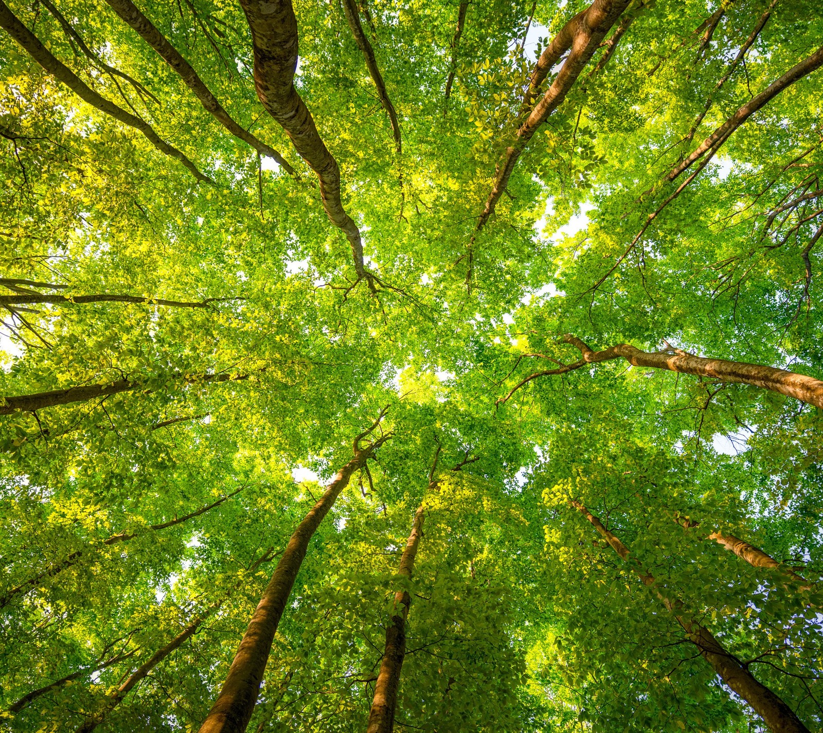 Lade äste, wald, grün, blätter, sonnenlicht Hintergrund herunter