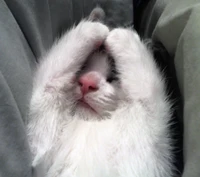 Adorable Sleeping Kitten with Paws Over Its Face