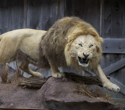 León enojado en la exhibición del zoológico