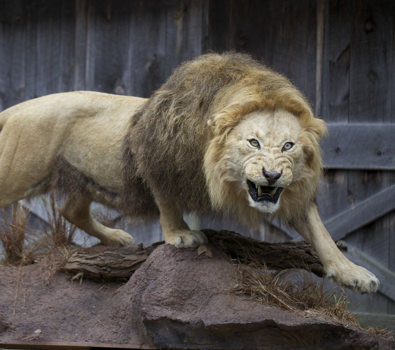 Жираф, стоящий на камне перед деревянным забором (злой, животное, in zoo, лев, идеальный)