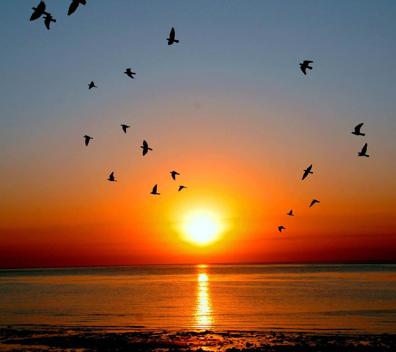 Arafed view of a sunset with birds flying over the water (nature, wallpaper)